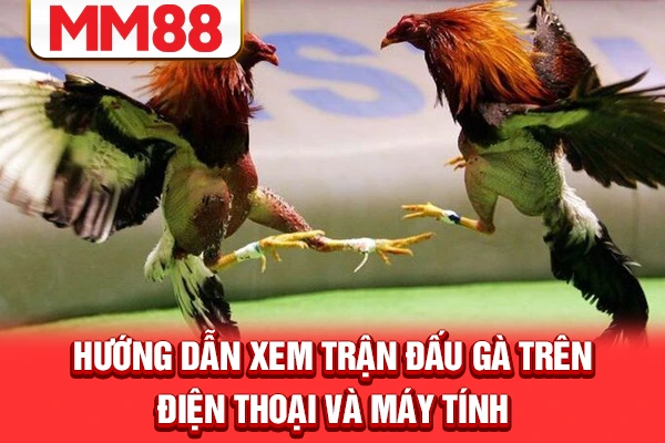 Hướng dẫn xem trận đấu gà trên điện thoại và máy tính Hướng dẫn xem trận đấu gà trên điện thoại và máy tính