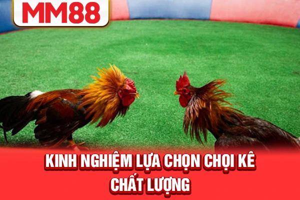 Kinh nghiệm lựa chọn chọi kê chất lượng Kinh nghiệm lựa chọn chọi kê chất lượng