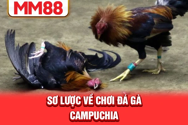 Sơ lược về chơi đá gà Campuchia Sơ lược về chơi đá gà Campuchia